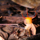 Thismia javanica, a different species of fairy lantern from Thailand.
